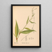 Piante medicinali Pl037 - Charles Frederick Millspaugh — quadro incorniciato alla parete