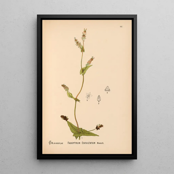 Charles Frederick Millspaugh - Medicinal Plants Pl038.webp