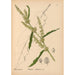 Piante medicinali Pl039 - Charles Frederick Millspaugh — vista dell’opera