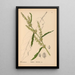 Piante medicinali Pl039 - Charles Frederick Millspaugh — quadro incorniciato alla parete