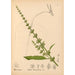Riproduzione del dipinto Piante medicinali Pl040 - Charles Frederick Millspaugh