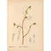 Riproduzione del dipinto Piante medicinali Pl042 - Charles Frederick Millspaugh