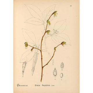 Charles Frederick Millspaugh - Medicinal Plants Pl042.webp