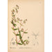 Piante medicinali Pl043 - Charles Frederick Millspaugh — vista dell’opera