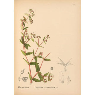 Charles Frederick Millspaugh - Medicinal Plants Pl043.webp
