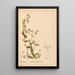 Piante medicinali Pl043 - Charles Frederick Millspaugh — quadro incorniciato alla parete