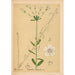 Piante medicinali Pl044 - Charles Frederick Millspaugh — vista dell’opera
