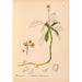 Riproduzione del dipinto Piante medicinali Pl045 - Charles Frederick Millspaugh