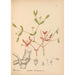 Piante medicinali Pl046 - Charles Frederick Millspaugh — vista dell’opera
