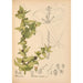 Riproduzione del dipinto Piante medicinali Pl047 - Charles Frederick Millspaugh
