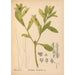 Piante medicinali Pl048 - Charles Frederick Millspaugh — vista dell’opera