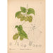 Piante medicinali Pl052 - Charles Frederick Millspaugh — vista dell’opera