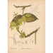 Riproduzione del dipinto Piante medicinali Pl053 - Charles Frederick Millspaugh