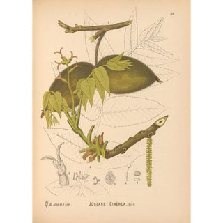 Charles Frederick Millspaugh - Medicinal Plants Pl053.webp