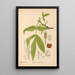 Riproduzione del dipinto Piante medicinali Pl054 - Charles Frederick Millspaugh