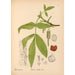 Riproduzione del dipinto Piante medicinali Pl054 - Charles Frederick Millspaugh