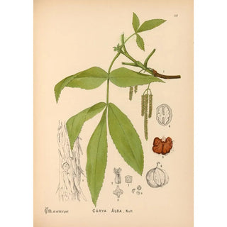 Charles Frederick Millspaugh - Medicinal Plants Pl054.webp