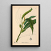 Riproduzione del dipinto Piante medicinali Pl056 - Charles Frederick Millspaugh