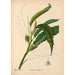 Riproduzione del dipinto Piante medicinali Pl056 - Charles Frederick Millspaugh