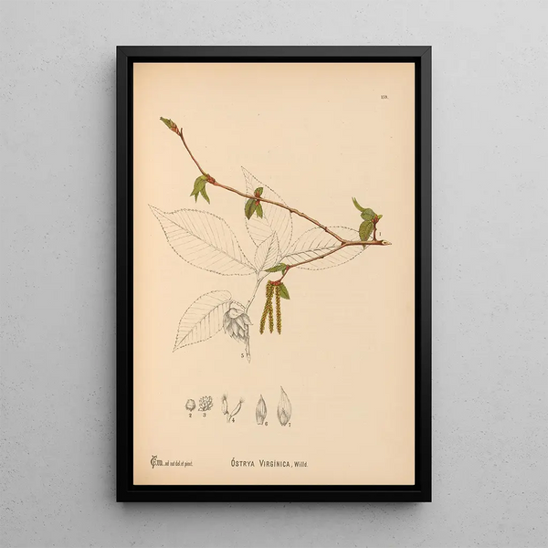Charles Frederick Millspaugh - Medicinal Plants Pl057.webp
