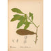 Riproduzione del dipinto Piante medicinali Pl058 - Charles Frederick Millspaugh
