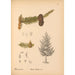 Riproduzione del dipinto Piante medicinali Pl061 - Charles Frederick Millspaugh