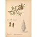 Riproduzione del dipinto Piante medicinali Pl063 - Charles Frederick Millspaugh