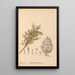 Riproduzione del dipinto Piante medicinali Pl064 - Charles Frederick Millspaugh