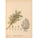 Riproduzione del dipinto Piante medicinali Pl064 - Charles Frederick Millspaugh