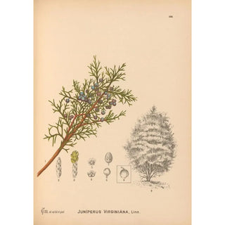 Charles Frederick Millspaugh - Medicinal Plants Pl064.webp