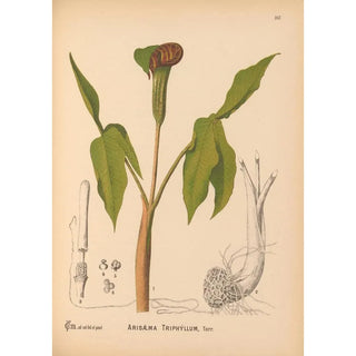 Charles Frederick Millspaugh - Medicinal Plants Pl065.webp