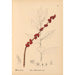 Riproduzione del dipinto Piante medicinali Pl066 - Charles Frederick Millspaugh