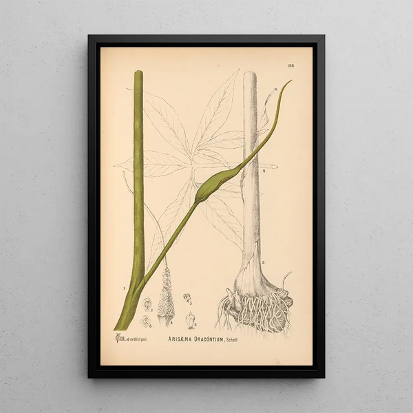 Charles Frederick Millspaugh - Medicinal Plants Pl067.webp