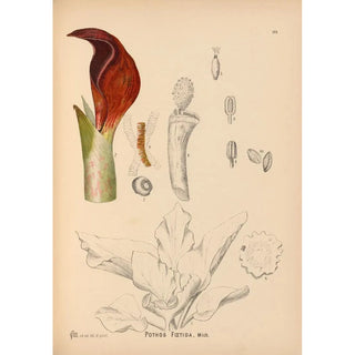 Charles Frederick Millspaugh - Medicinal Plants Pl068.webp