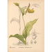 Piante medicinali Pl069 - Charles Frederick Millspaugh — vista dell’opera
