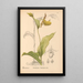 Piante medicinali Pl069 - Charles Frederick Millspaugh — quadro incorniciato alla parete
