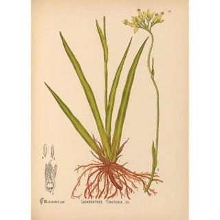 Charles Frederick Millspaugh - Medicinal Plants Pl070.webp