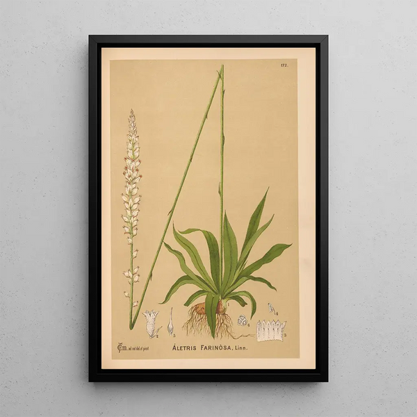 Charles Frederick Millspaugh - Medicinal Plants Pl071.webp