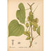 Piante medicinali Pl073 - Charles Frederick Millspaugh — vista dell’opera