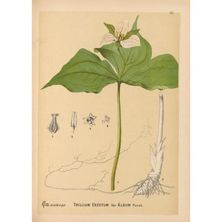 Charles Frederick Millspaugh - Medicinal Plants Pl074.webp