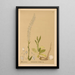 Piante medicinali Pl076 - Charles Frederick Millspaugh — quadro incorniciato alla parete