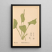 Riproduzione del dipinto Piante medicinali Pl077 - Charles Frederick Millspaugh