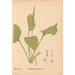Riproduzione del dipinto Piante medicinali Pl077 - Charles Frederick Millspaugh