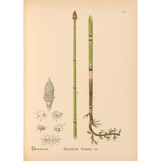 Charles Frederick Millspaugh - Medicinal Plants Pl079.webp