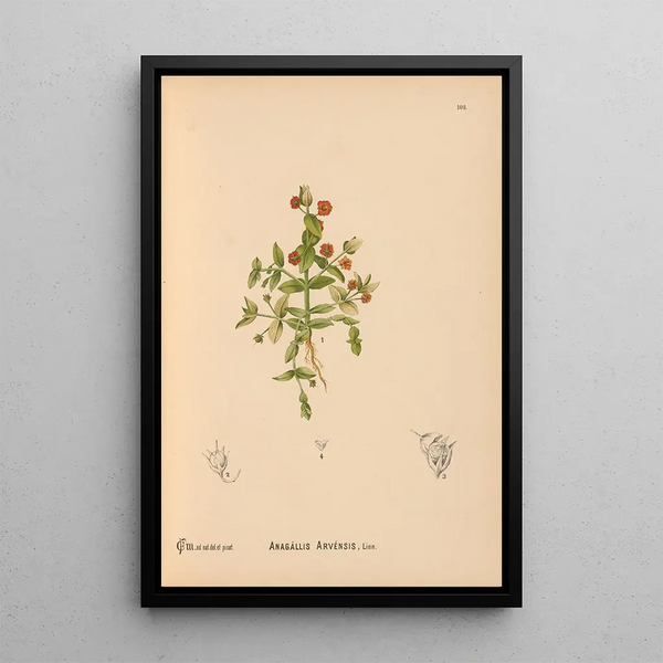 Charles Frederick Millspaugh - Medicinal Plants Pl081.webp