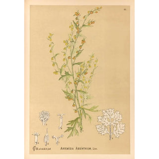 Charles Frederick Millspaugh - Medicinal Plants Pl082.webp