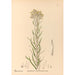 Riproduzione del dipinto Piante medicinali Pl083 - Charles Frederick Millspaugh