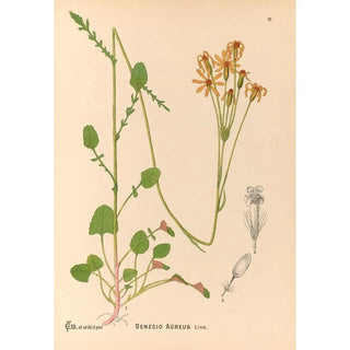 Charles Frederick Millspaugh - Medicinal Plants Pl085.webp