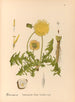 Piante medicinali Pl. 089 - Charles Frederick Millspaugh — vista dell’opera