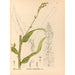 Riproduzione del dipinto Piante medicinali Pl090 - Charles Frederick Millspaugh